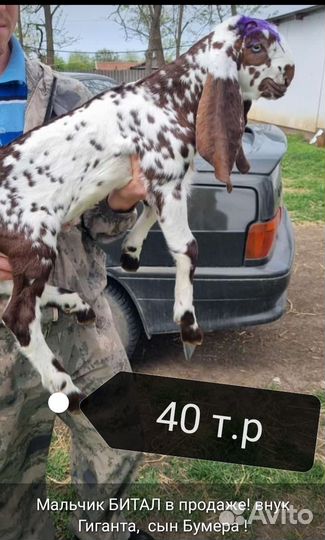 Козлята биталы