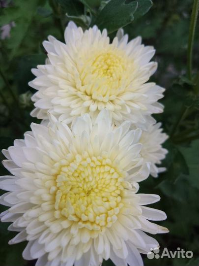 Хризантемы,пионы,Бузульник