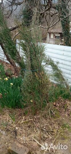 Саженцы кипариса