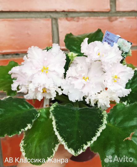 Новинки 22 года