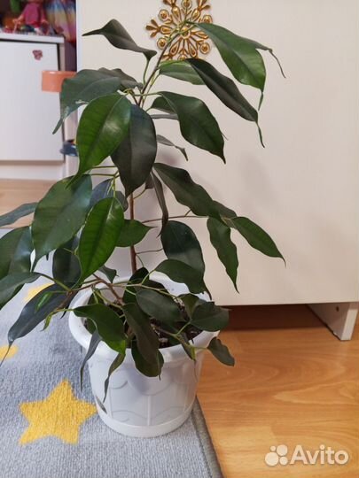 Фикус Бенджамина