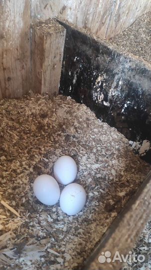 Яйцо куриное,перепелиные,утки домашнее