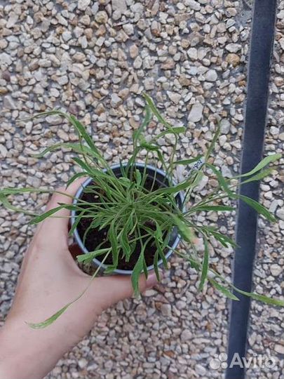 Пеларгония медуза Рубикон