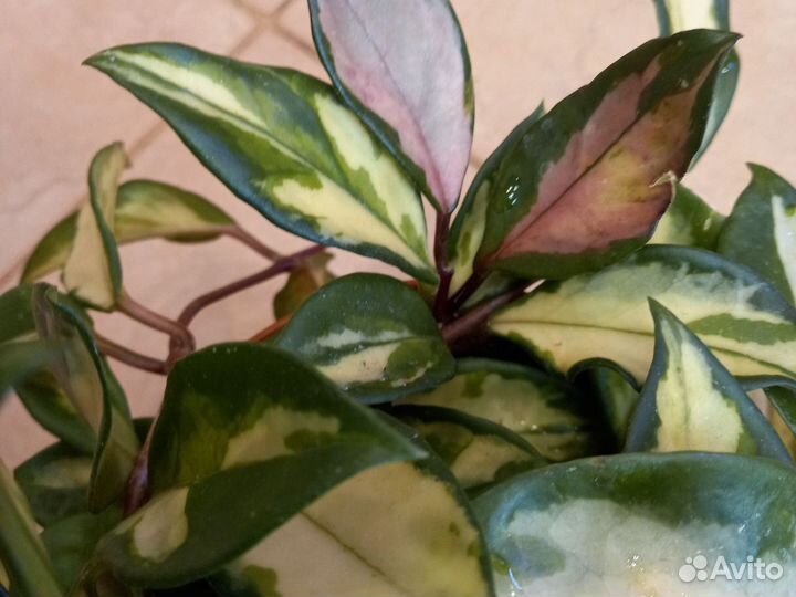 Хойя карноза триколор