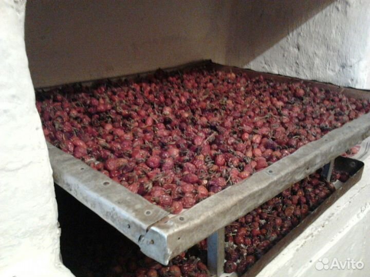 Шиповник Дикий Сушёный