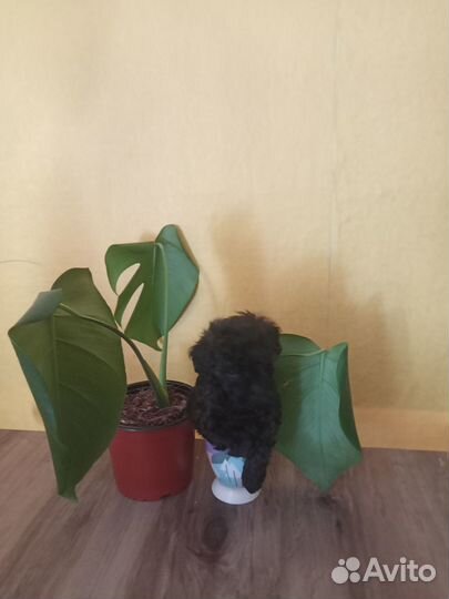 Девчушки пуделюшки