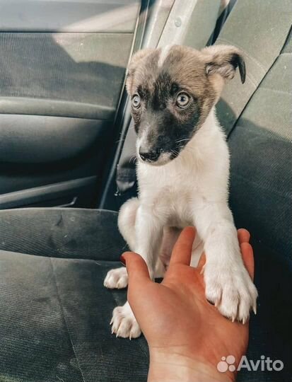 Софи хочет домой