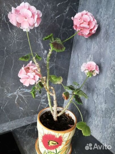 Гинура и другие