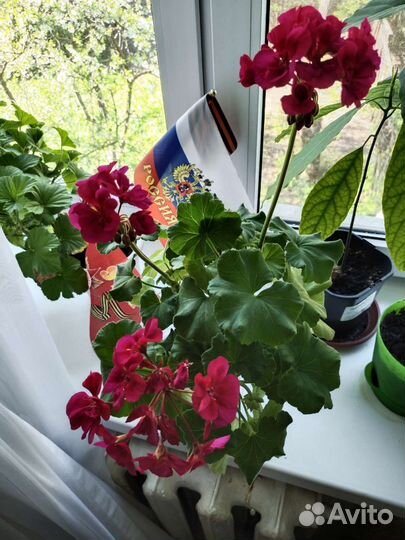 Герань пеларгония