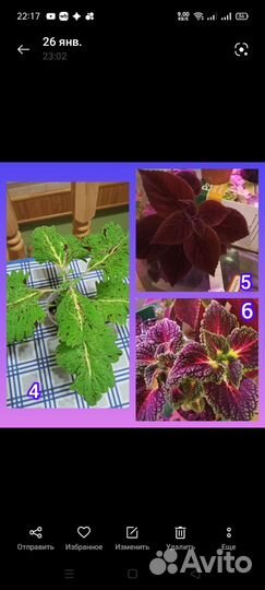 Колеусы вегетативные черенки