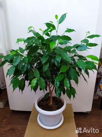 Фикус Бенджамина