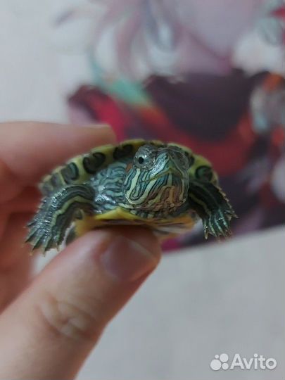 Красноухая черепашка со всем необходимым