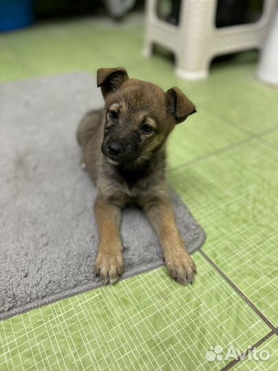 Ищем хозяина