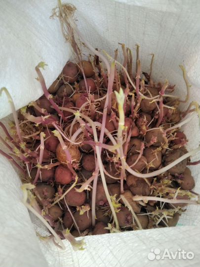 Продам картофель домашний