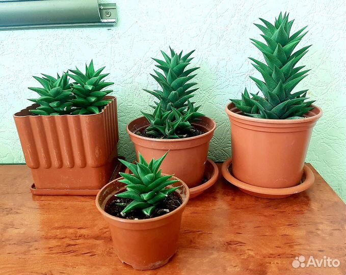 Кактусы, суккуленты