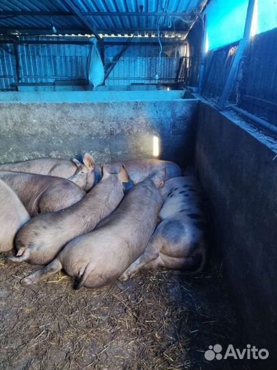 Мясо свиное домашнее, натуральное, свое