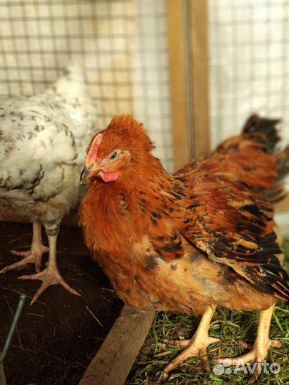 Куры Кучинская юбилейная и Пушкинская