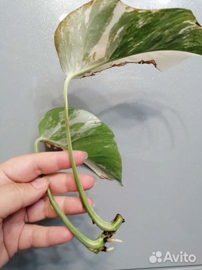 Монстера альба