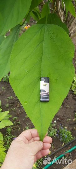 Сеянцы катальпы, дерево счастья, рассада