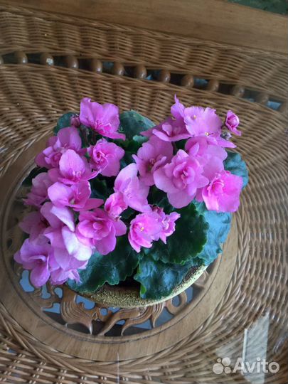 Фиалка сортовая