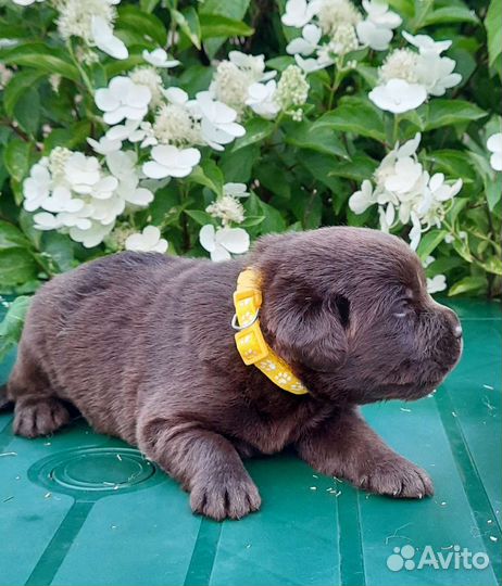 Щенки лабрадора