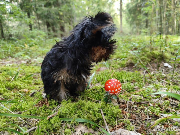 Передержка собак в частном доме