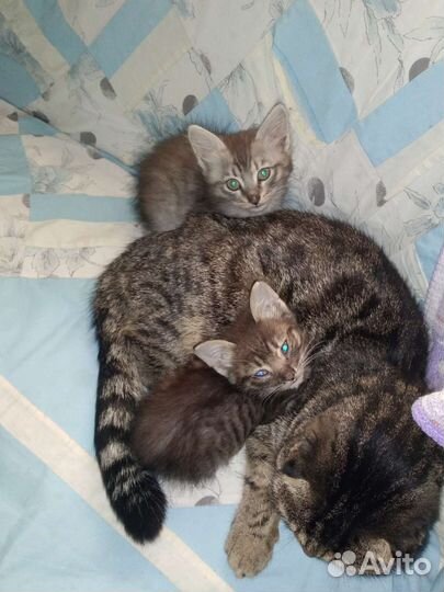 Котята