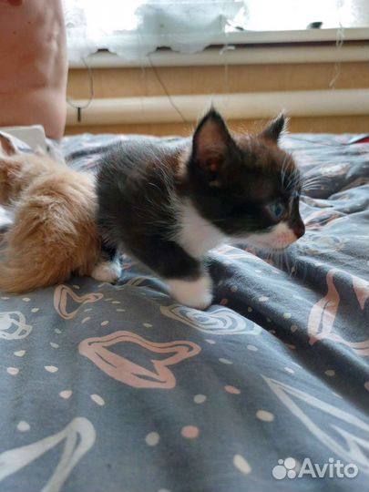 Кошка в дар бесплатно