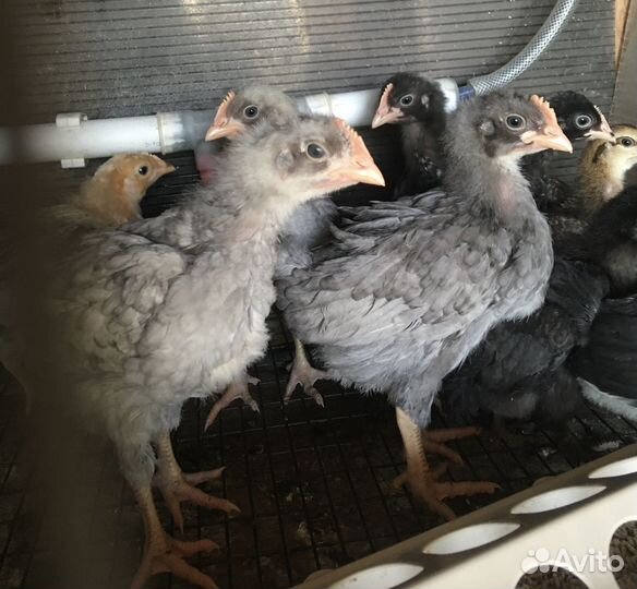 Цыплята Доминант