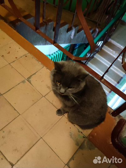 Нашли кошку