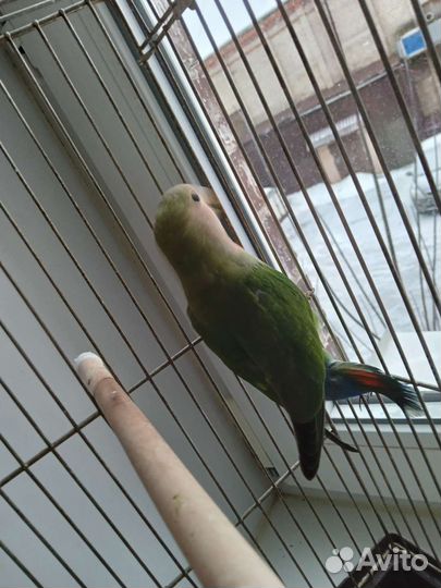 Попугай неразлучник