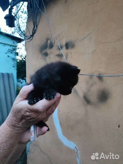 Кошка в дар бесплатно