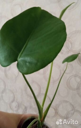 Продам цветы комнатные