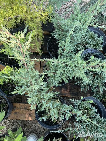 Можжевельник чешуйчатый Холгер