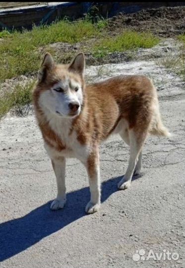 Хаски бесплатно