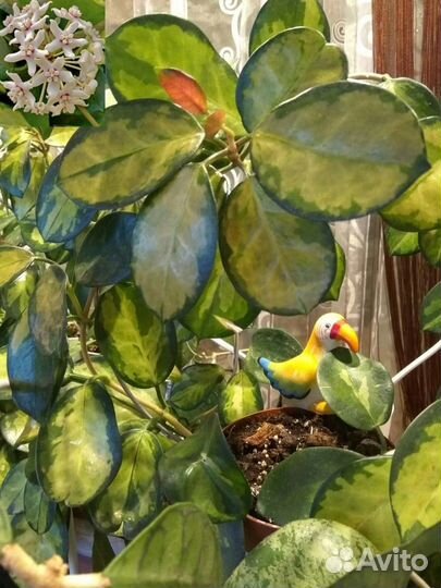 Хойи на срез A-B-C-H-I-K-L-M-N-P-V Хойя