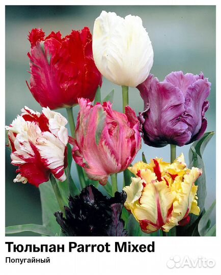 Тюльпаны луковицы