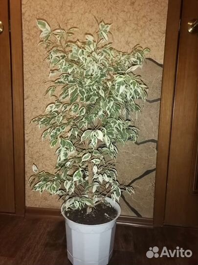 Фикус бенджамина