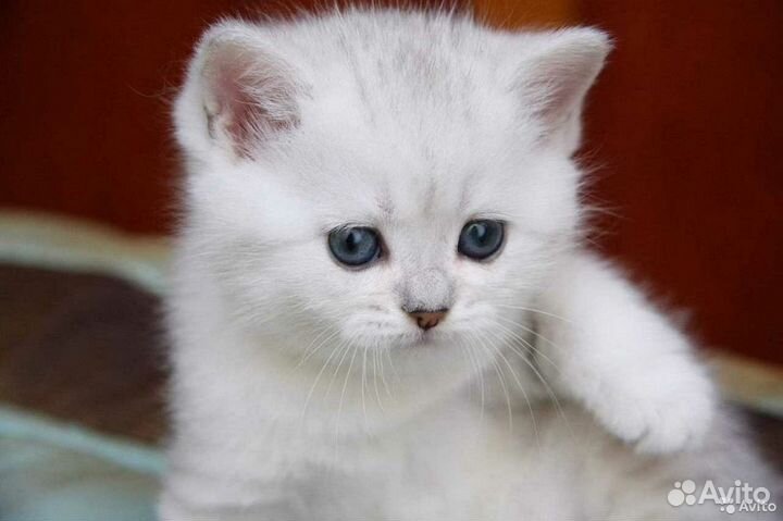 Клубные шотландские котята