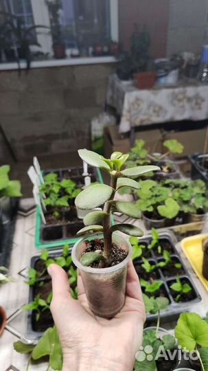 Толстянка. Денежное дерево