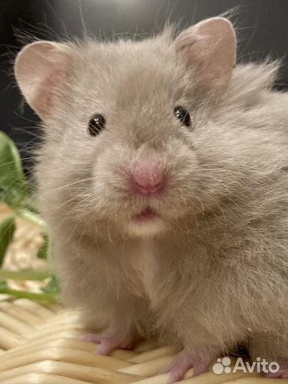 Сирийские хомяки из Питомника