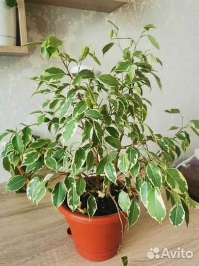 Фикус бенджамина пестролистный