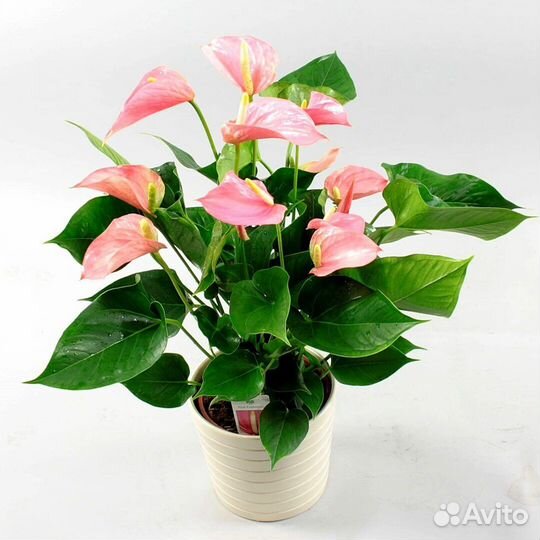 Комнатные цветы антуриум