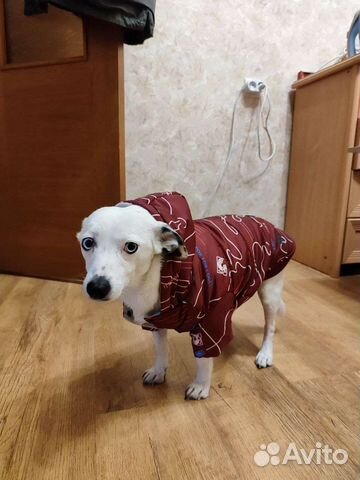 Зимняя куртка для собаки