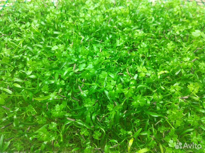 Франшиза от собственника: производство микрозелени