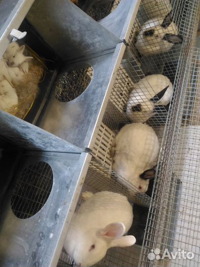 Мясо кролика