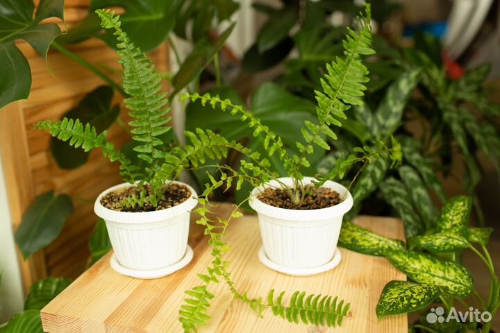 Орбифолия, папоротники, кротоны и пр