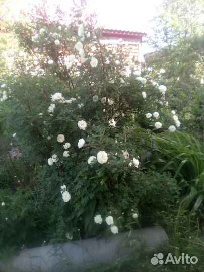 Чайная роза