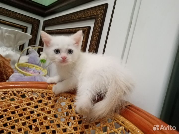 Котенок белый