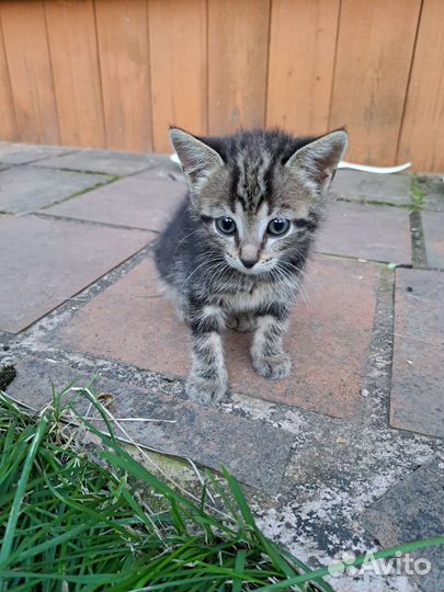 Котята бесплатно